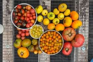 A sampling of each tomato variety is gathered for the taste-testing