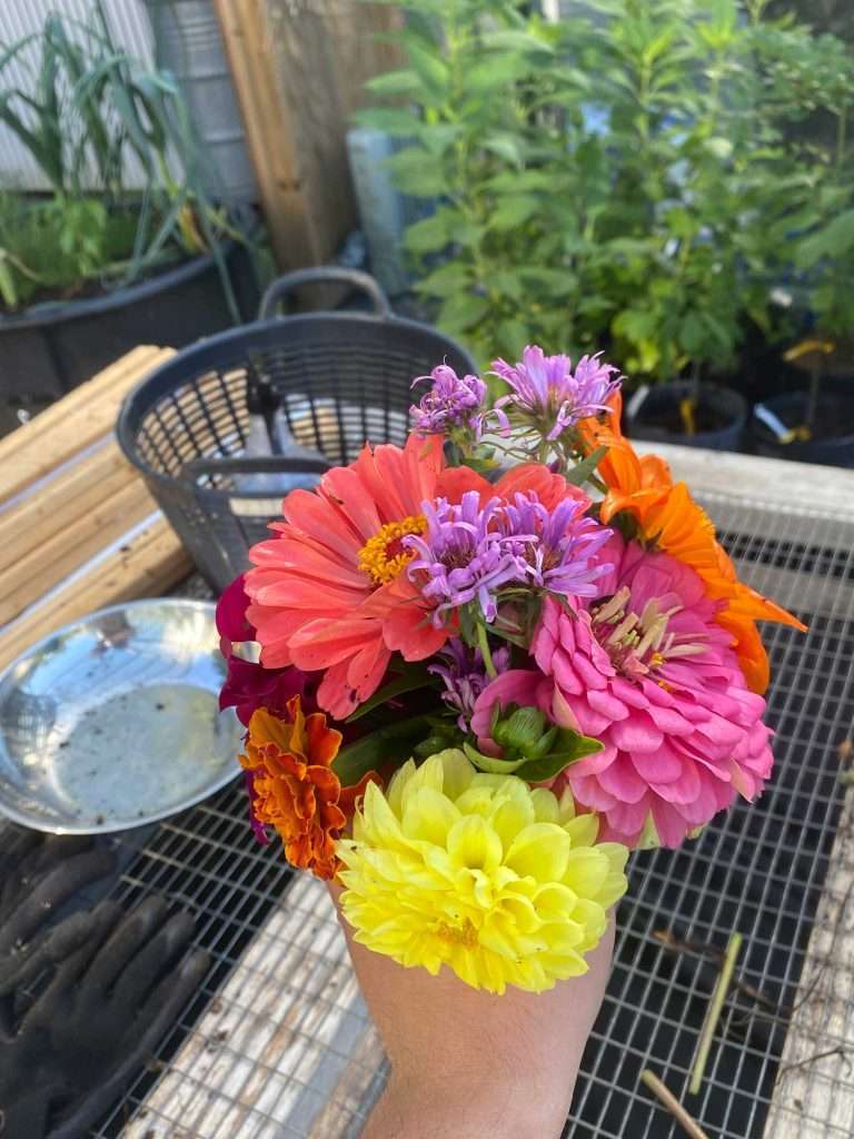 A bouquet of farm-fresh cut flowers, mostly zinnias